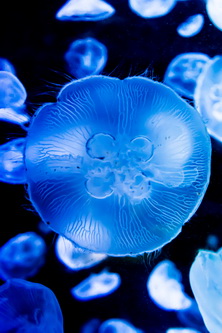 3 Moon Jellyfish (2 Medium 1 Large) – Jellyfish Aquarium