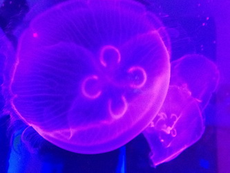 moon jelly ジャーフル　3mm 3 Moon Jellyfish (2 Medium 1 Large) – Jellyfish Aquarium
