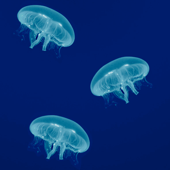 3 Moon Jellyfish (2 Small 1 Medium) – Jellyfish Aquarium