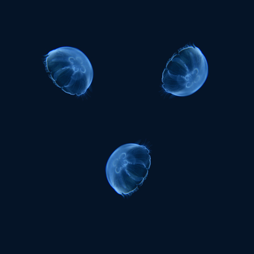 moon jelly ジャーフル　3mm moon jelly ジャーフル 3mm moon jelly ジャーフル 3mm 3Mm Men