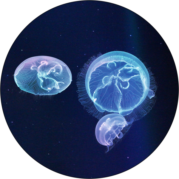 3 Moon Jellyfish (2 Medium 1 Large) – Jellyfish Aquarium