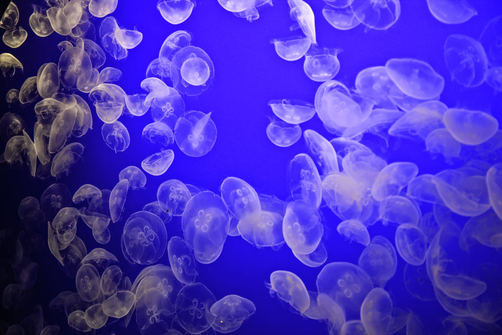 Main Page View Jellyfish Aquarium